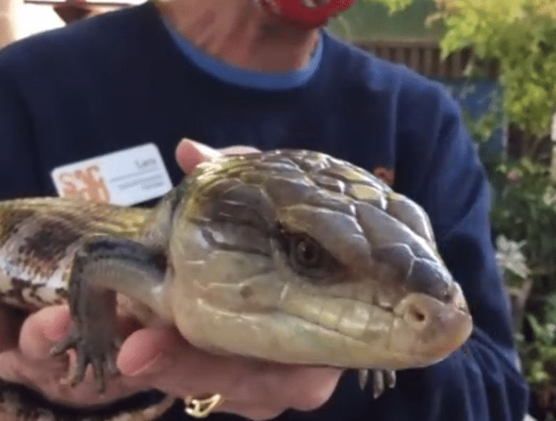 Samantha, a blue-tongued skink. When she’s frightened, she gets as big as possible and scares potential predators into thinking she’s venomous with her bright mouth.