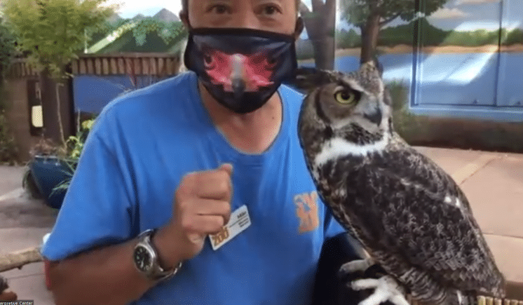 Charlie, a great horned owl. This type of owl lives right here in Sacramento!